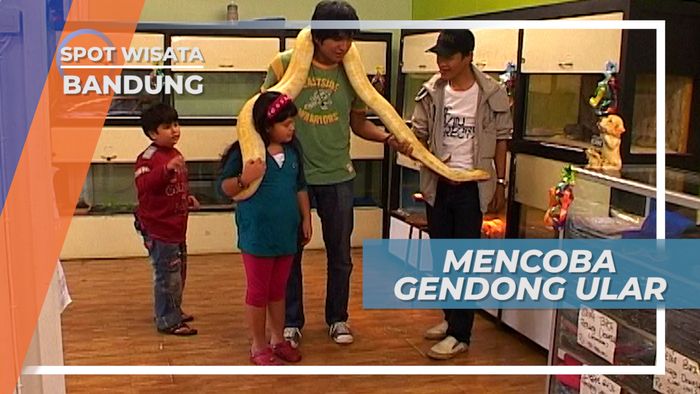 Mencoba Gendong Si Lulu, Ular Besar yang Jinak, Bandung