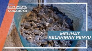 Melihat Telur Penyu Menetas, Kawasan Konservasi Sukabumi Jawa Barat