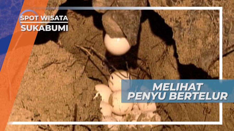 Melihat Penyu Bertelur Berselimut Sunyinya Malam, Sukabumi Jawa Barat 