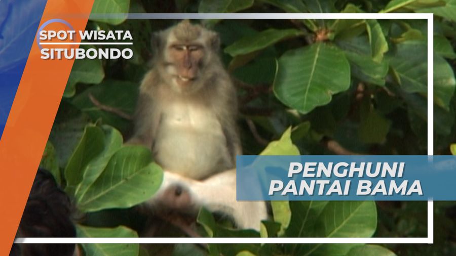 Penghuni Berbulu dari Pantai Bama Taman Nasional Baluran Situbondo Jawa Timur
