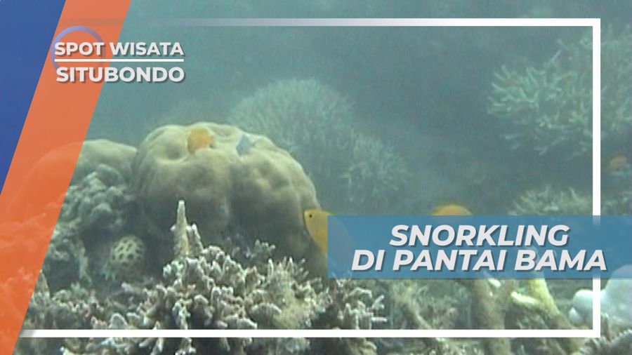 Taman Laut Bawah Air Pantai Bama Taman Nasional Baluran Situbondo Jawa Timur