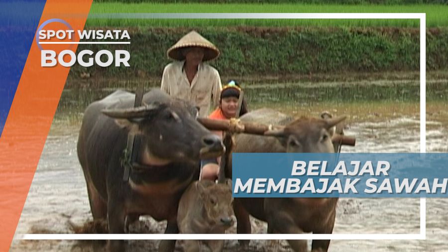 Membajak Sawah Bersama Kerbau Bogor Jawa Barat