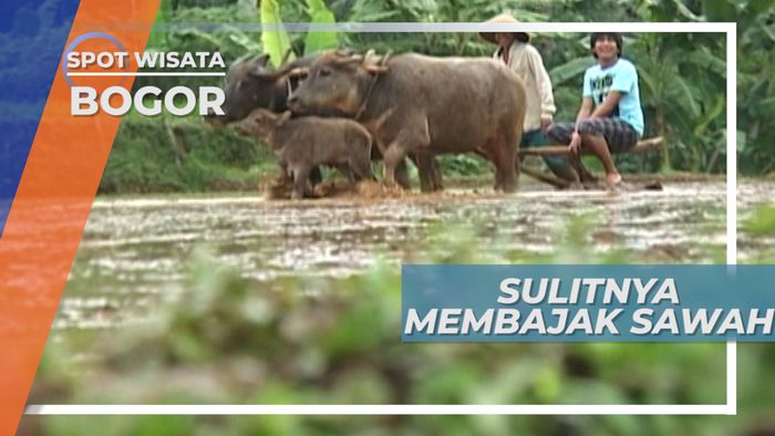 Membajak Sawah di Bogor Itu Seru, Tapi Ada Yang Takut Juga lho
