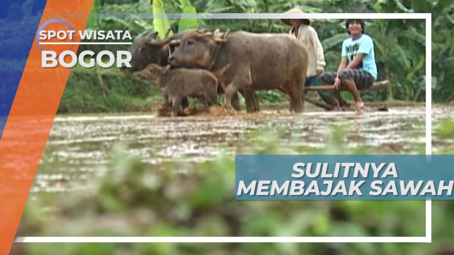 Membajak Sawah di Bogor Itu Seru, Tapi Ada Yang Takut Juga lho