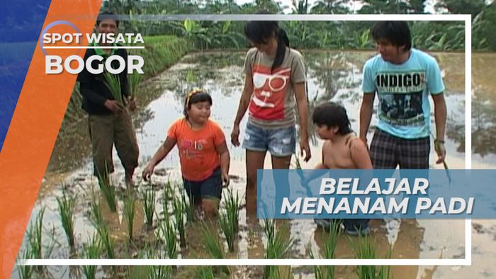 Belajar Menanam Padi Di Sawah Bogor, Menanamkan Rasa Hormat Pada Petani