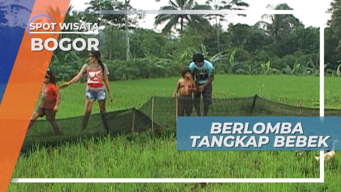 Lomba Tangkap Bebek Sawah di Bogor Jawa Barat
