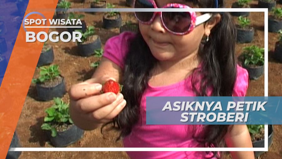 Kebun Stroberi, Menanti Untuk Dipetik Buahnya di Bogor Jawa Barat 