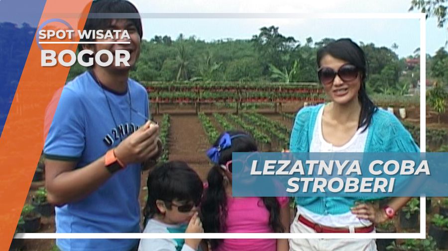Lezatnya Stroberi, Hasil Langsung Petik Di Kebun Bogor Jawa Barat 