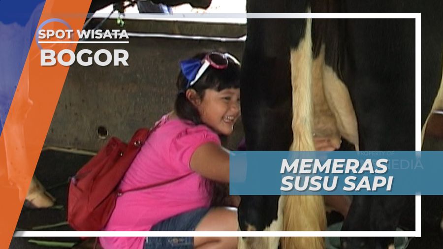 Memerah Susu Sapi Di Bogor, Siapa Takut ?