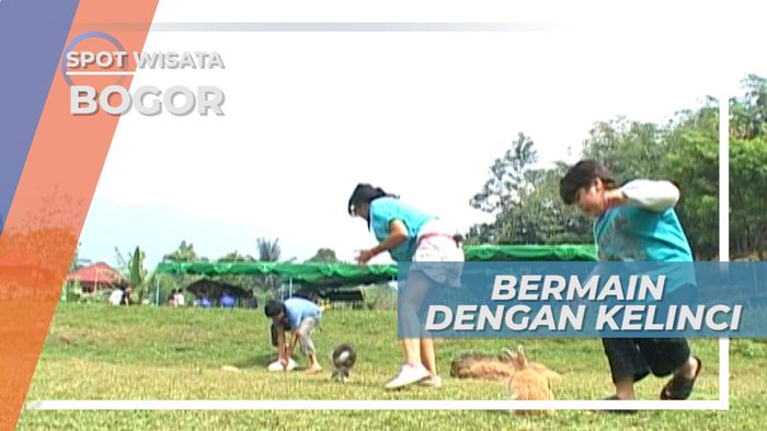 Kelinci Anggora, Si Gemas Lucu dari Bogor Jawa Barat 