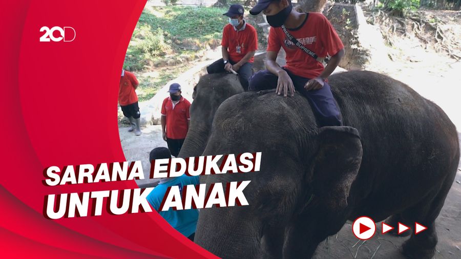 Keseruan Beri Makan Gajah di Solo Zoo