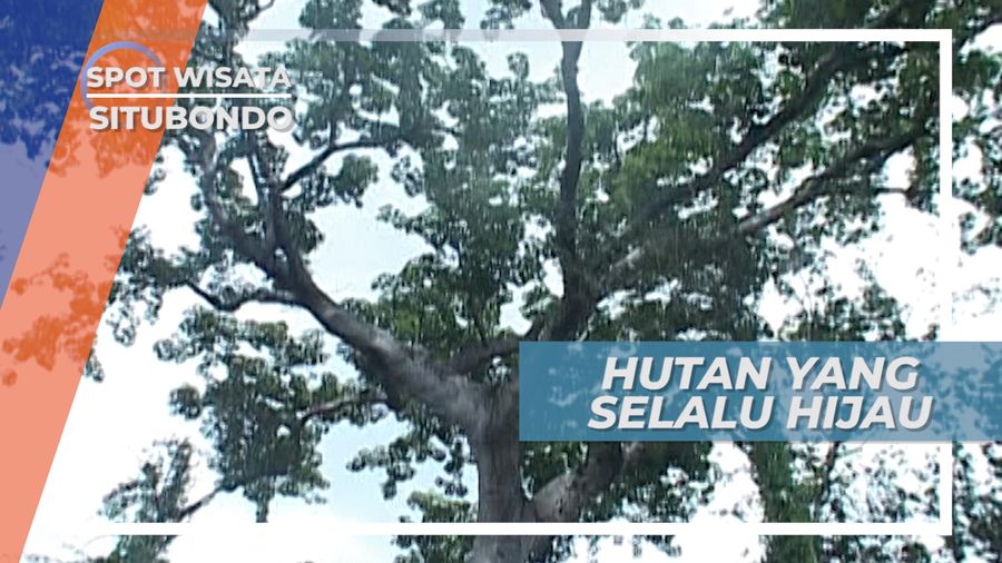 Evergreen Forest, Hutan yang Selalu Hijau di Situbondo