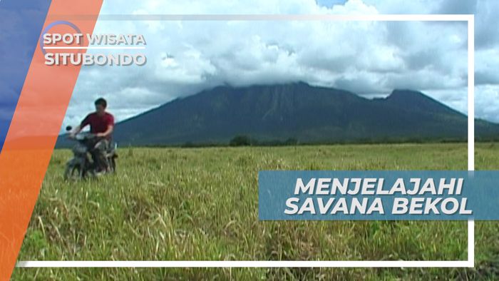 Menjelajahi Savana Bekol Situbondo, Afrika Kecil di Tanah Jawa