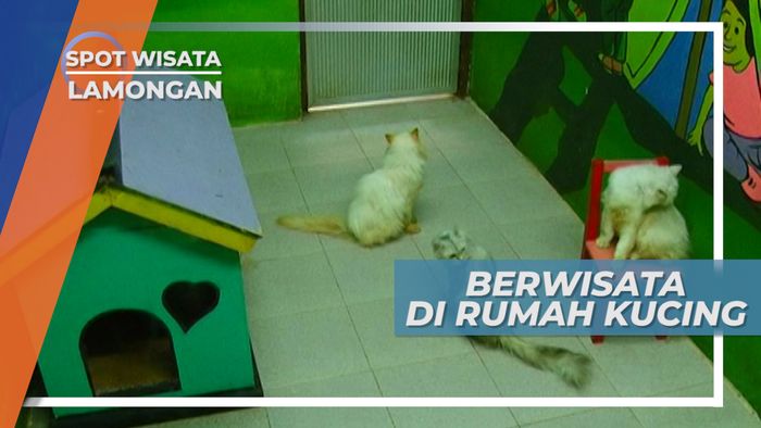 Walau Wisata Bahari Tapi Ada Rumah Kucingnya di Tanjung Kodok Lamongan