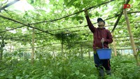 Dede Koswara, Petani Yang Menepis Stigma Millenial