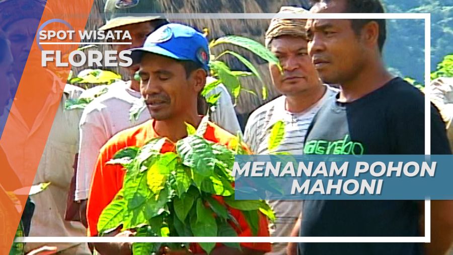 Menjaga Kelestarian Alam, Menanam Pohon di Desa Wae Rebo, Flores