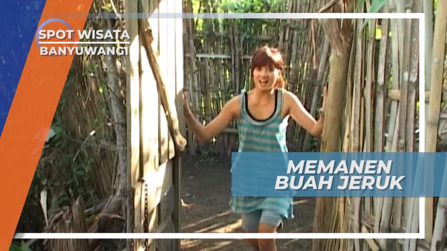 Serunya Panen Jeruk di Desa Sumberasri Banyuwangi