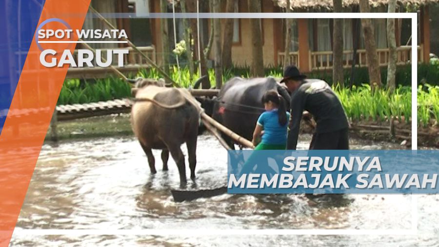 Belajar Membajak Sawah Menggunakan Kerbau, Garut Jawa Barat