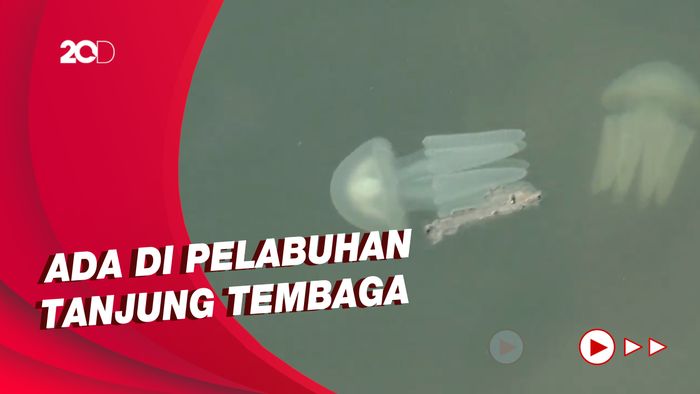 Fenomena Ribuan Ubur-ubur Muncul di Pelabuhan Probolinggo