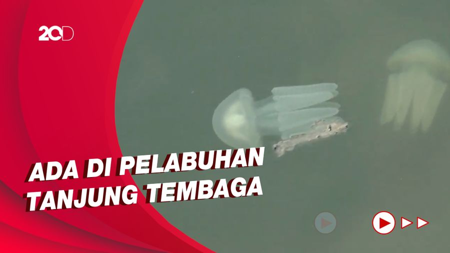 Fenomena Ribuan Ubur-ubur Muncul di Pelabuhan Probolinggo