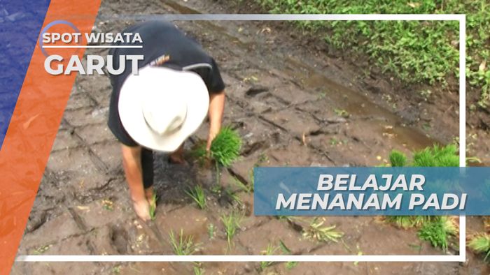 Menanam Padi, Salah Satu Program Edukasi di Desa Wisata Garut