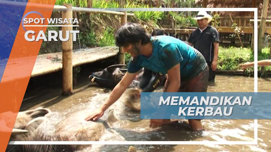 Asyiknya Memandikan Kerbau di Desa Wisata Garut
