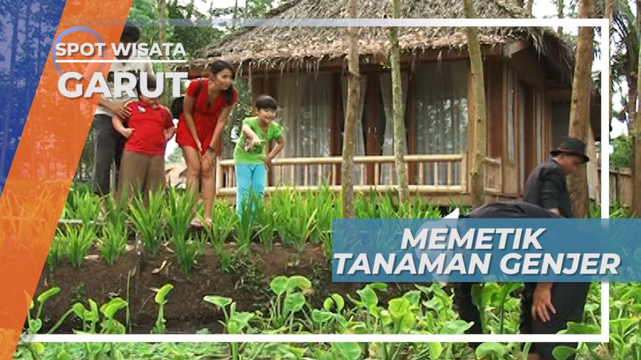 Budidaya Genjer, Tanaman yang Lezat Bila Ditumis, Desa Wisata Garut