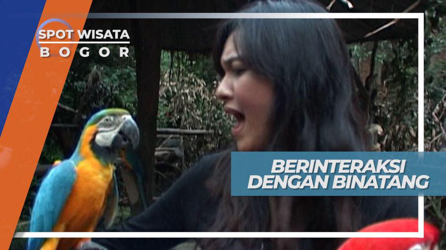 Berfoto Dengan Harimau Putih di Cisarua Jawa Barat