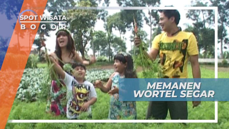Memanen Wortel Segar di Bogor Jawa Barat