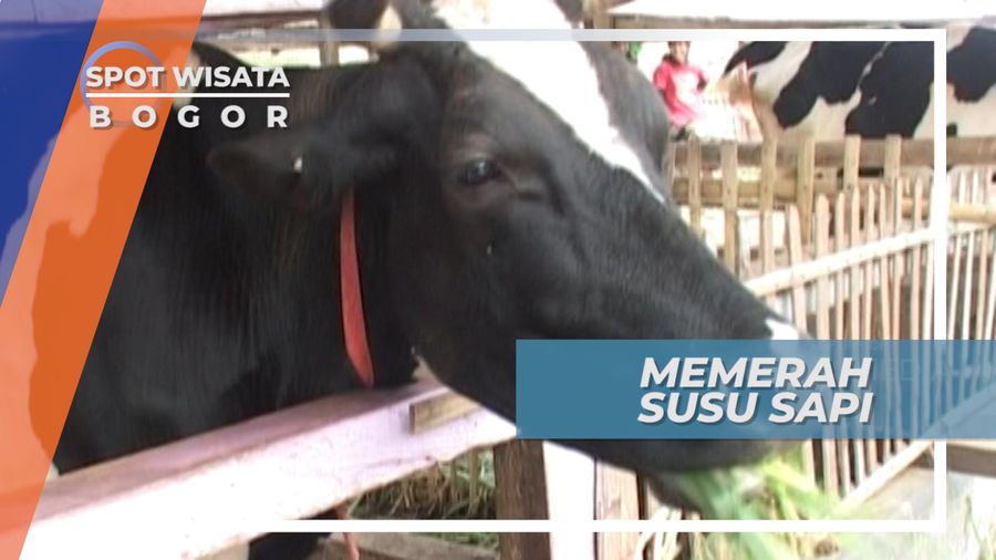 Memerah Susu Sapi Bogor Jawa Barat