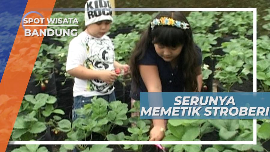 Memetik Stroberi Langsung dari Pohonnya, Lembang Bandung