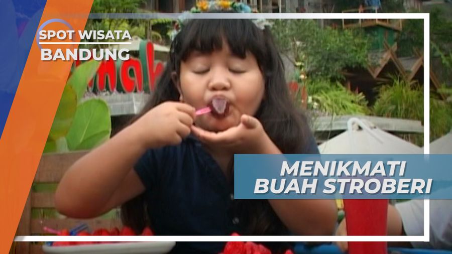 Menikmati Buah Sroberi, Lembang Bandung
