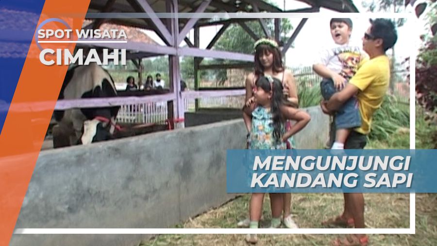Mengunjungi Tempat Peternakan Sapi di Cimahi Jawa Barat