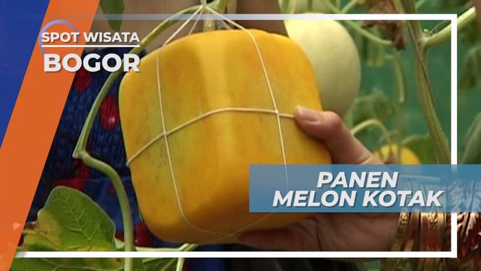 Panen Melon Kotak, di Taman Buah Mekarsari Bogor Jawa Barat