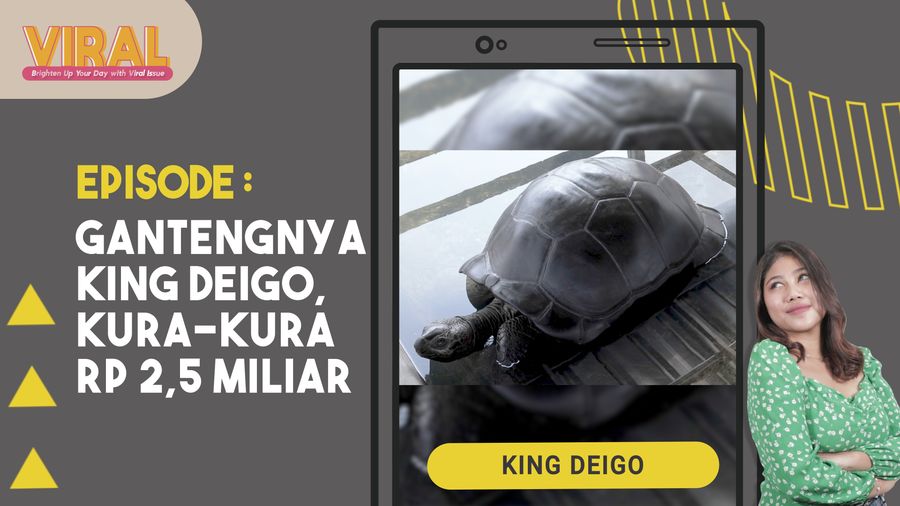 Perkenalkan Kura-kura Termahal di Indonesia, Harganya Rp 2,5 M  