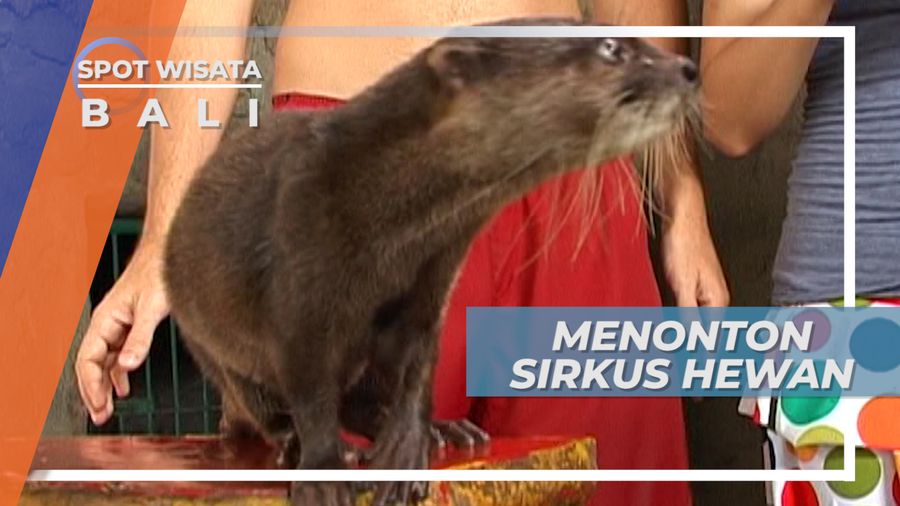 Menonton Aksi Lucu Hewan-hewan di Kawasan Hotel, Bali