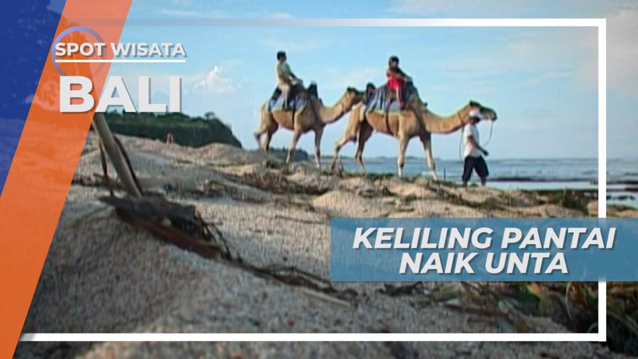 Serunya Berkeliling Pantai Naik Unta, Bali