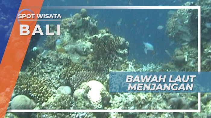 Keindahan Bawah Laut Pulau Menjangan yang Mempesona, Bali