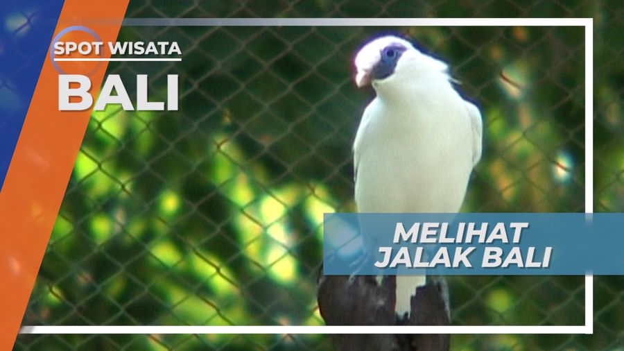 Jalak Bali, Burung Endemik Asli Pulau Dewata yang Dilindungi, Bali