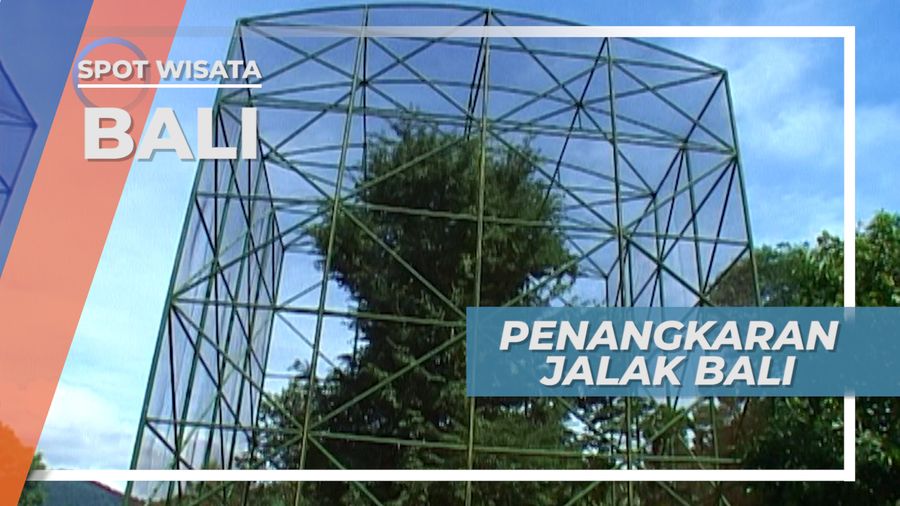 Mengunjungi Tempat Penangkaran Burung Jalak Bali di Taman Nasional Bali Barat