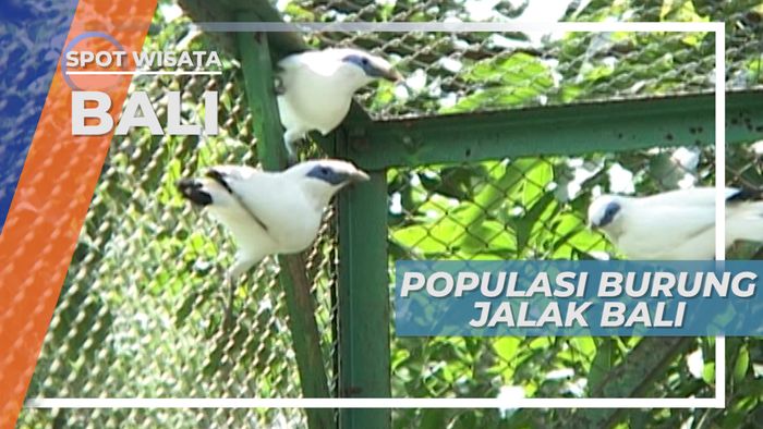 Menjaga Populasi Burung Jalak Bali di Penangkarang Taman Nasional Bali Barat