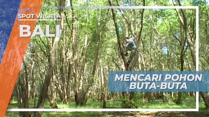 Mencari Pohon Buta-buta di Taman Nasional Bali Barat
