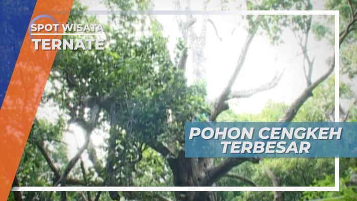 Cengkeh Afo, Pohon Cengkeh Terbesar dan Tertua di Ternate