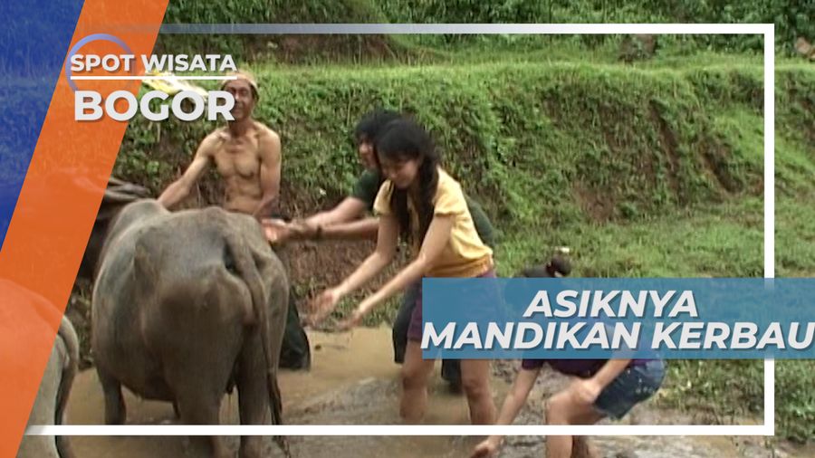 Asiknya Memandikan Kerbau di Kolam, Bogor