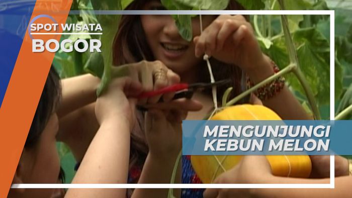 Melon Kotak, Buah Unik di Kawasan Wisata Bogor