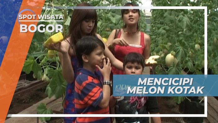 Cita Rasa Melon Kotak Lebih Manis dari Melon Pada Umumnya, Bogor