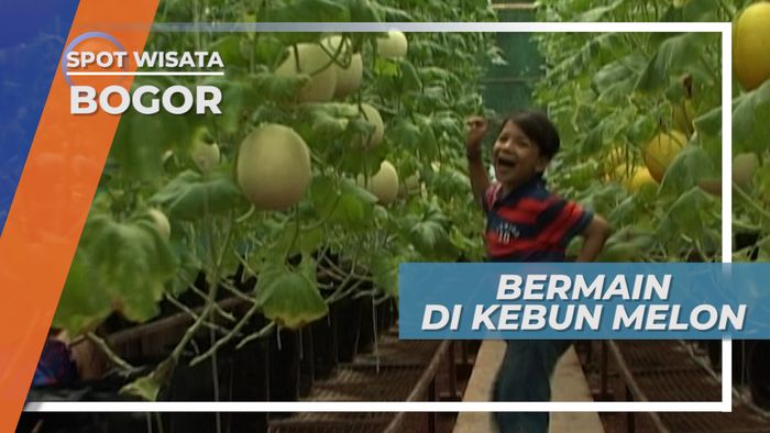 Bermain Petak Umpet di Kebun Melon, Bogor