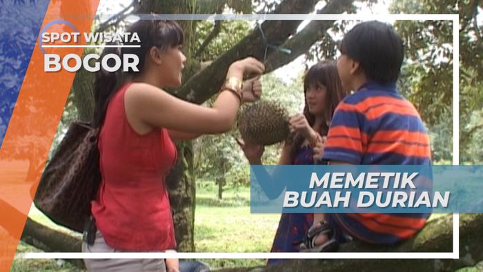 Asiknya Memetik Durian Langsung dari Pohonnya, Bogor