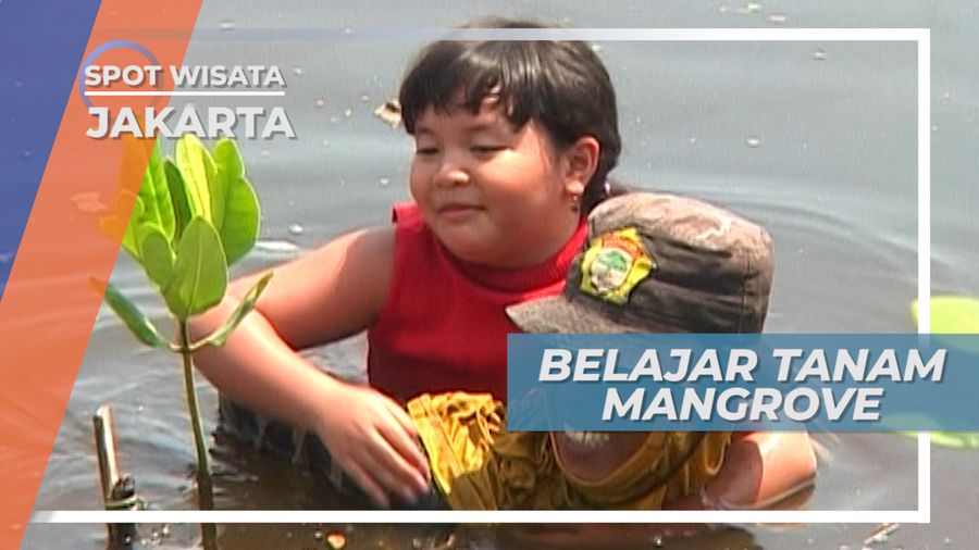 Belajar Menanam Pohon Mangrove di Taman Wisata Alam Angke Jakarta