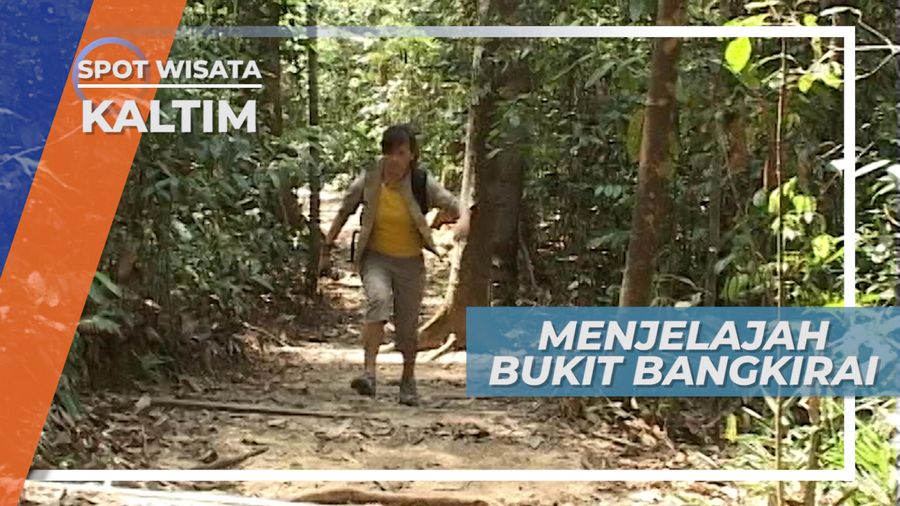 Mengenal Ragam Jenis Pohon di Bukit Bangkirai Kalimantan Timur 